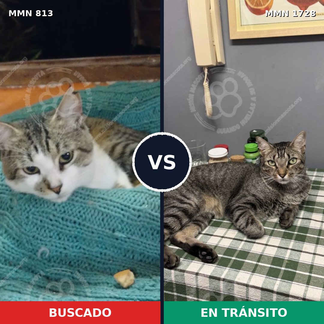 Comparativa MMS 38487: mascota perdida y mascota encontrada, 44% de similitud