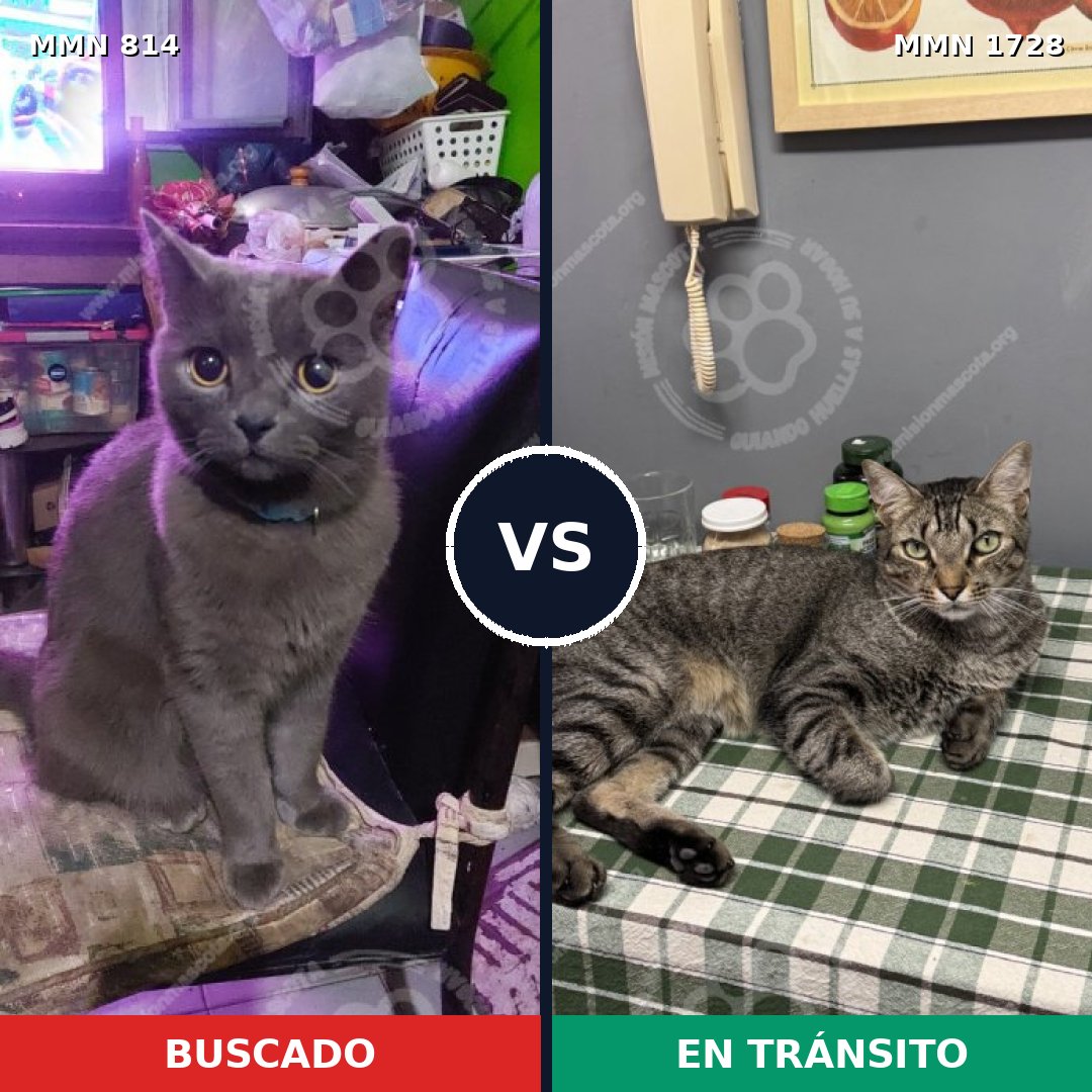 Comparativa MMS 38488: mascota perdida y mascota encontrada, 34% de similitud
