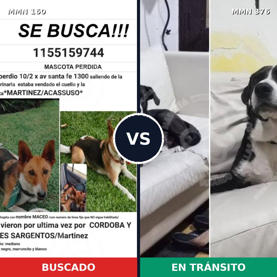 Comparativa MMS 3849: mascota perdida y mascota encontrada, 61% de similitud