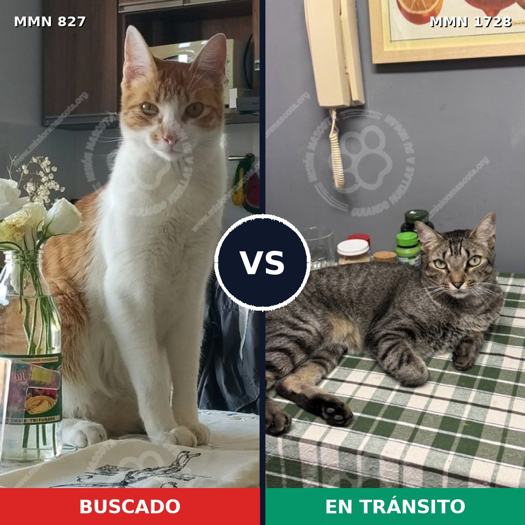 Comparativa MMS 38490: mascota perdida y mascota encontrada, 24% de similitud