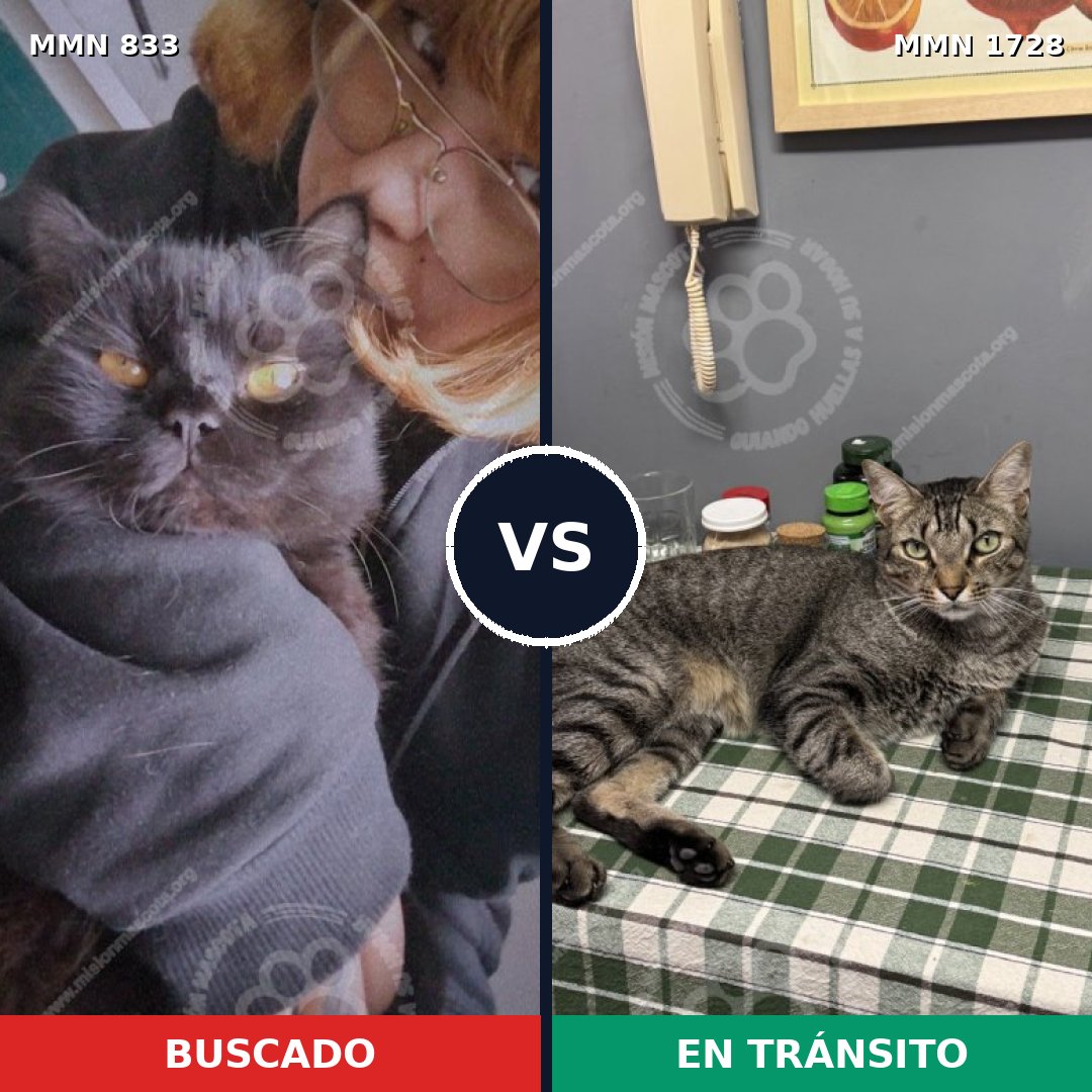 Comparativa MMS 38491: mascota perdida y mascota encontrada, 42% de similitud
