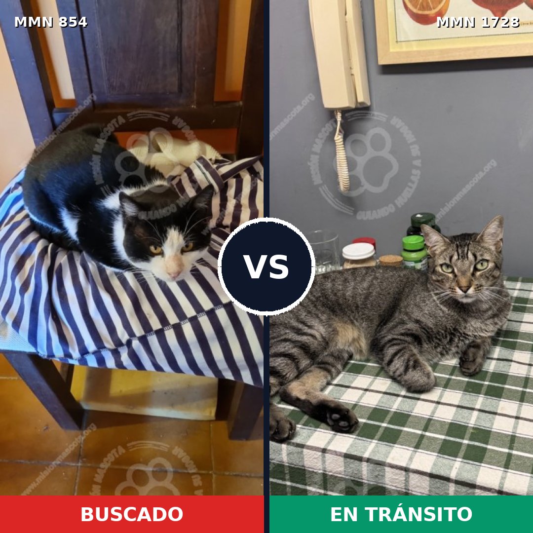 Comparativa MMS 38492: mascota perdida y mascota encontrada, 46% de similitud