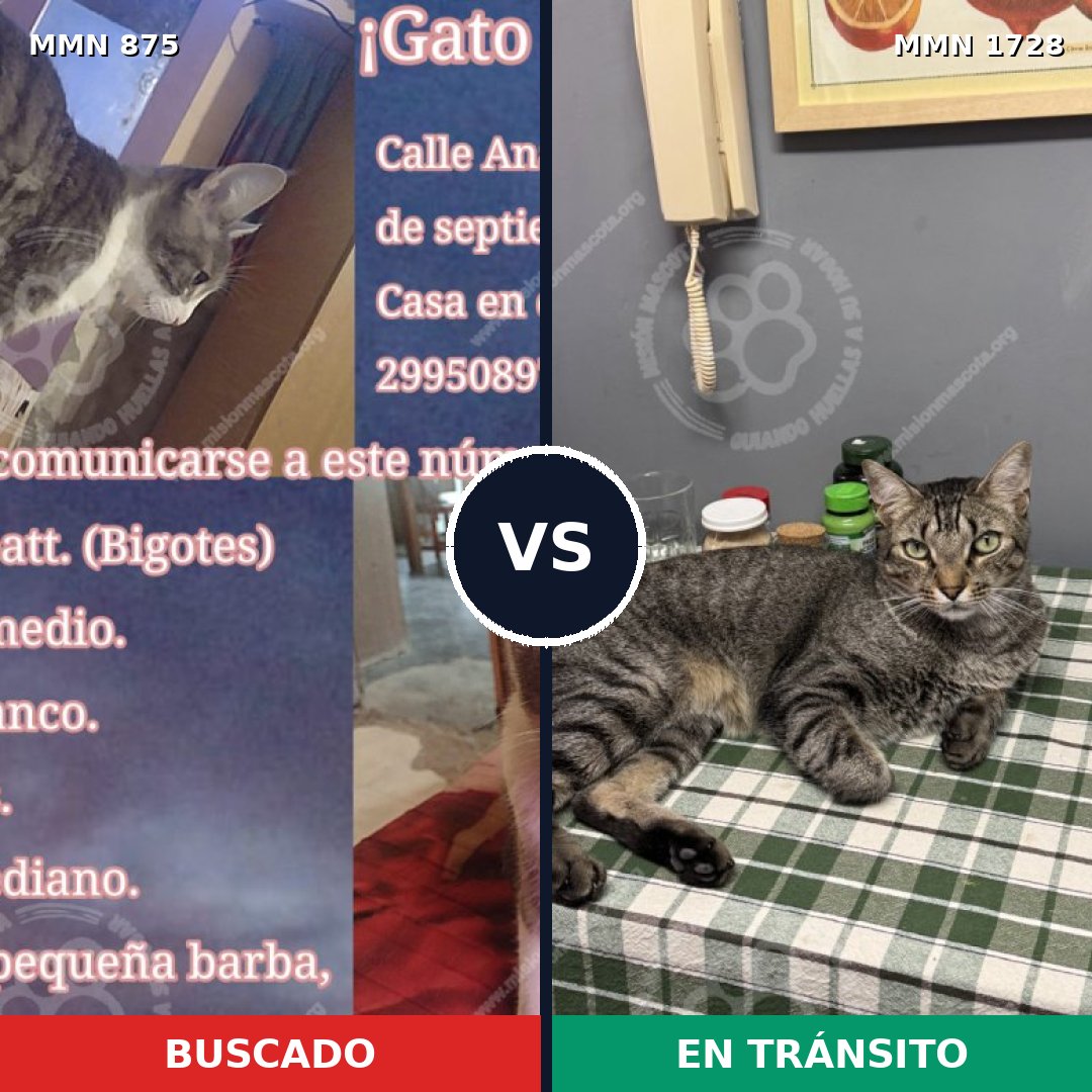 Comparativa MMS 38493: mascota perdida y mascota encontrada, 36% de similitud