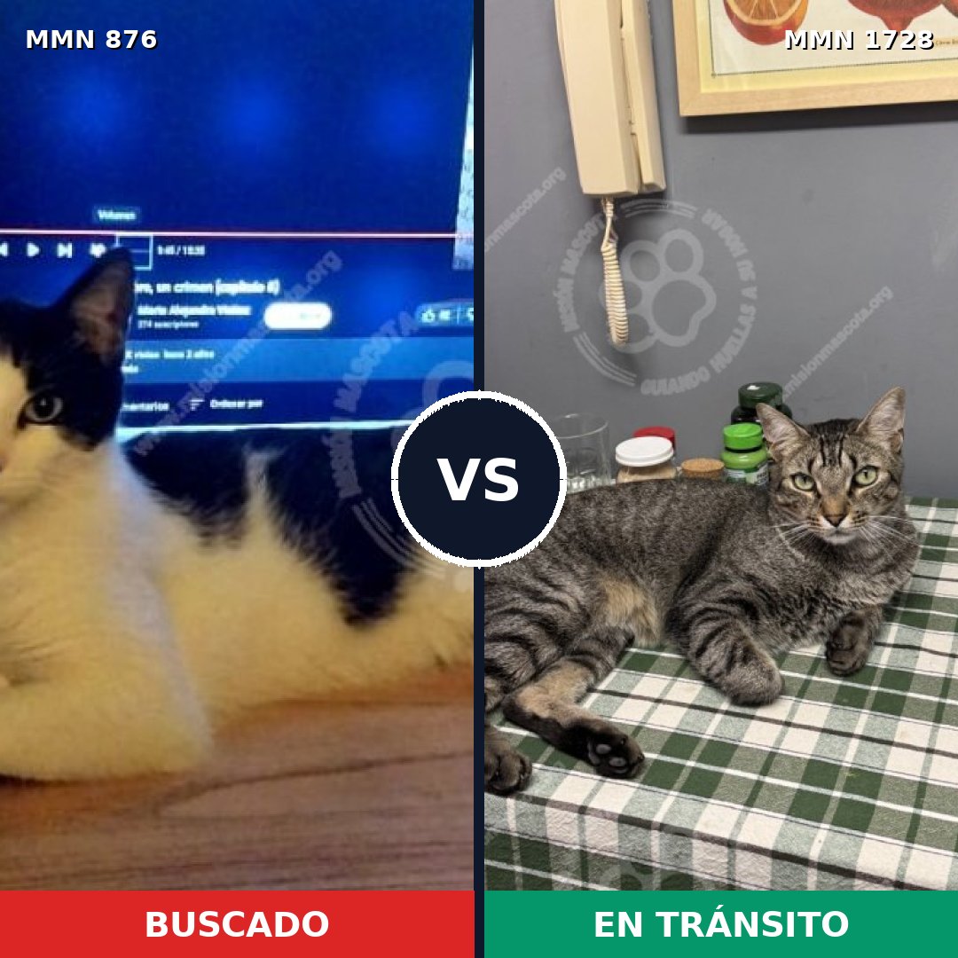 Comparativa MMS 38494: mascota perdida y mascota encontrada, 42% de similitud