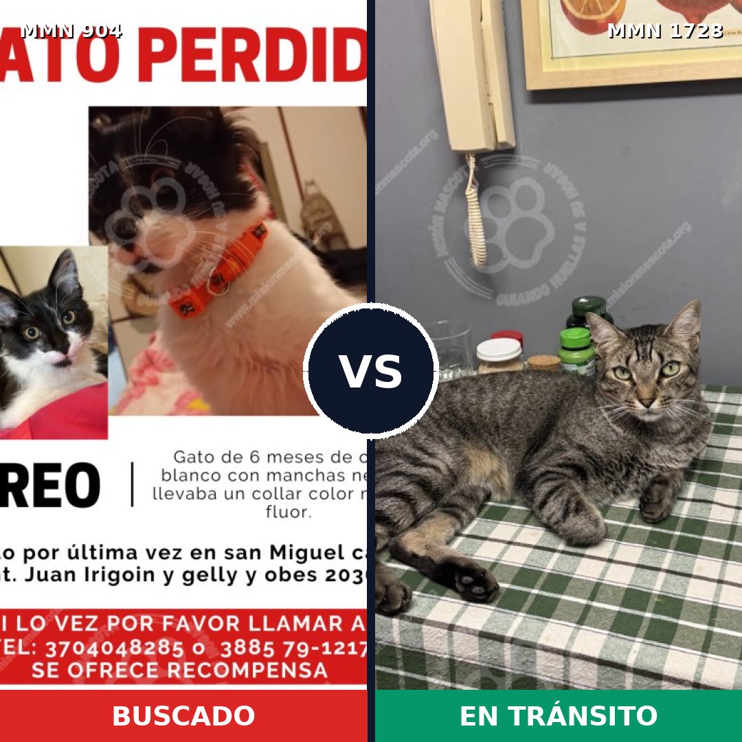Comparativa MMS 38495: mascota perdida y mascota encontrada, 28% de similitud