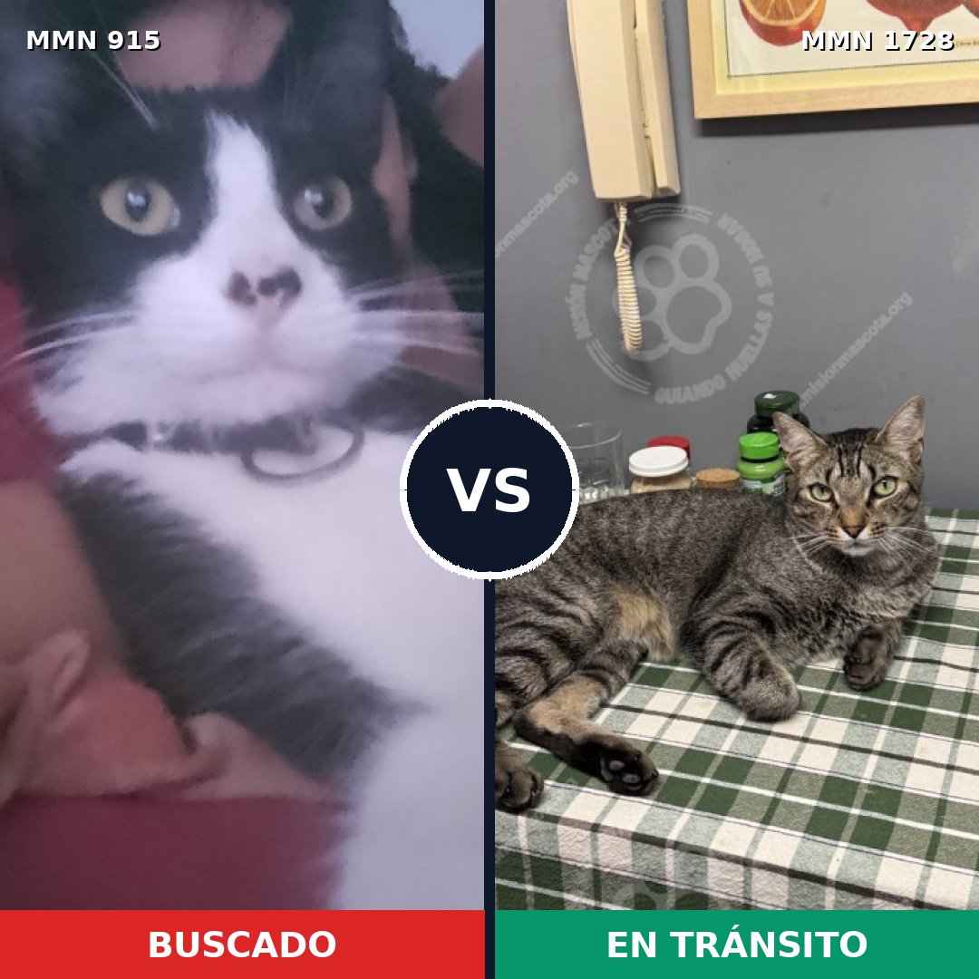 Comparativa MMS 38496: mascota perdida y mascota encontrada, 39% de similitud