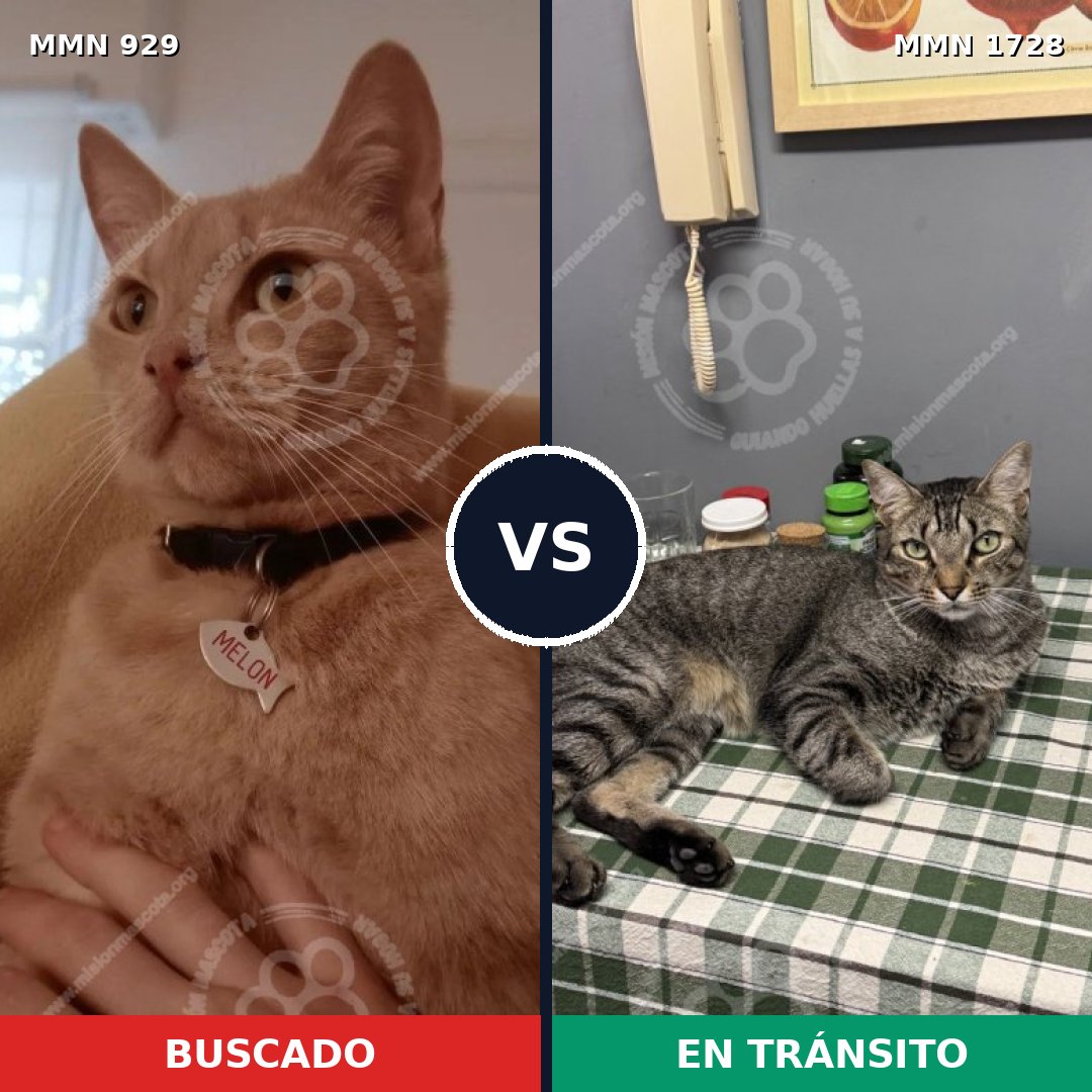 Comparativa MMS 38498: mascota perdida y mascota encontrada, 46% de similitud
