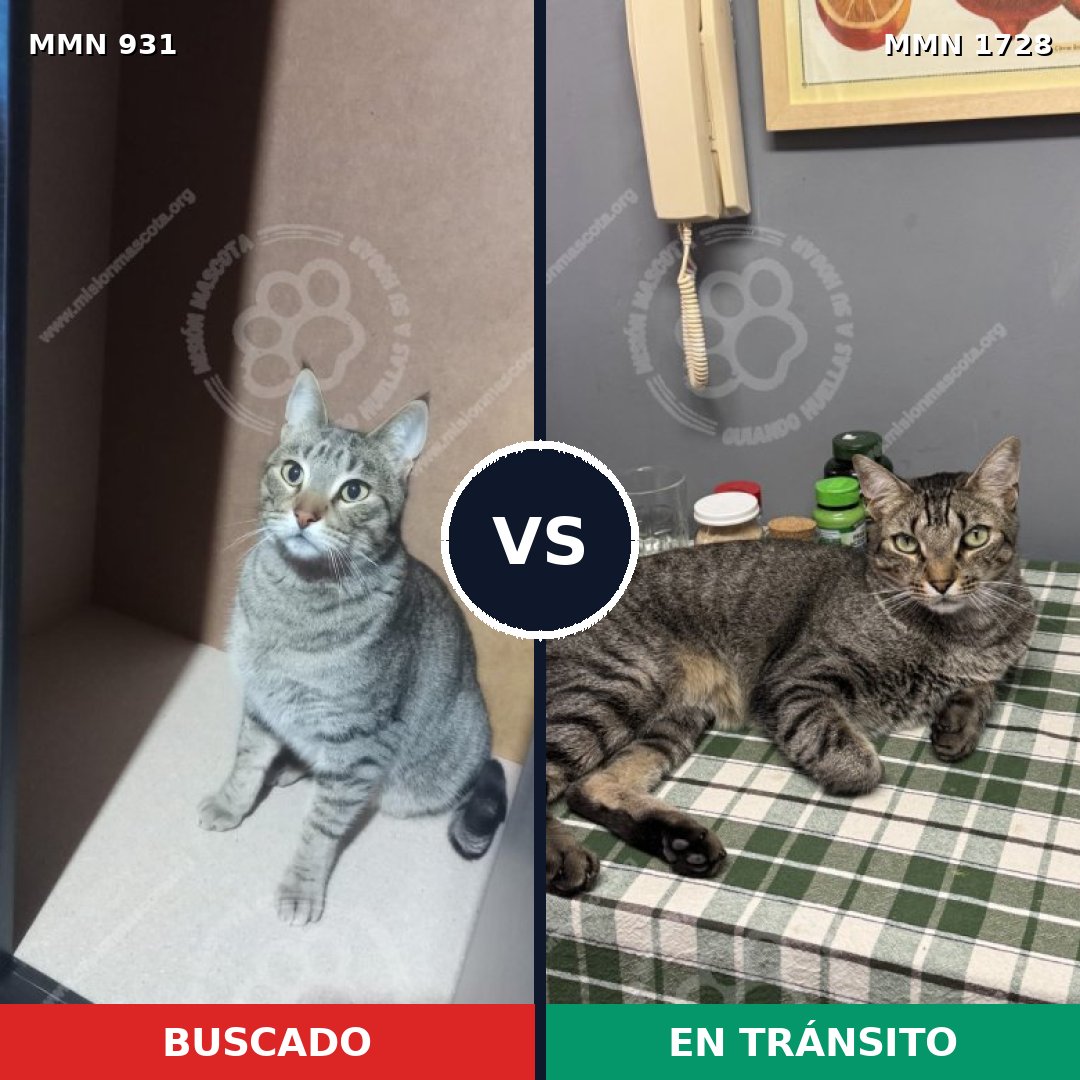 Comparativa MMS 38499: mascota perdida y mascota encontrada, 42% de similitud