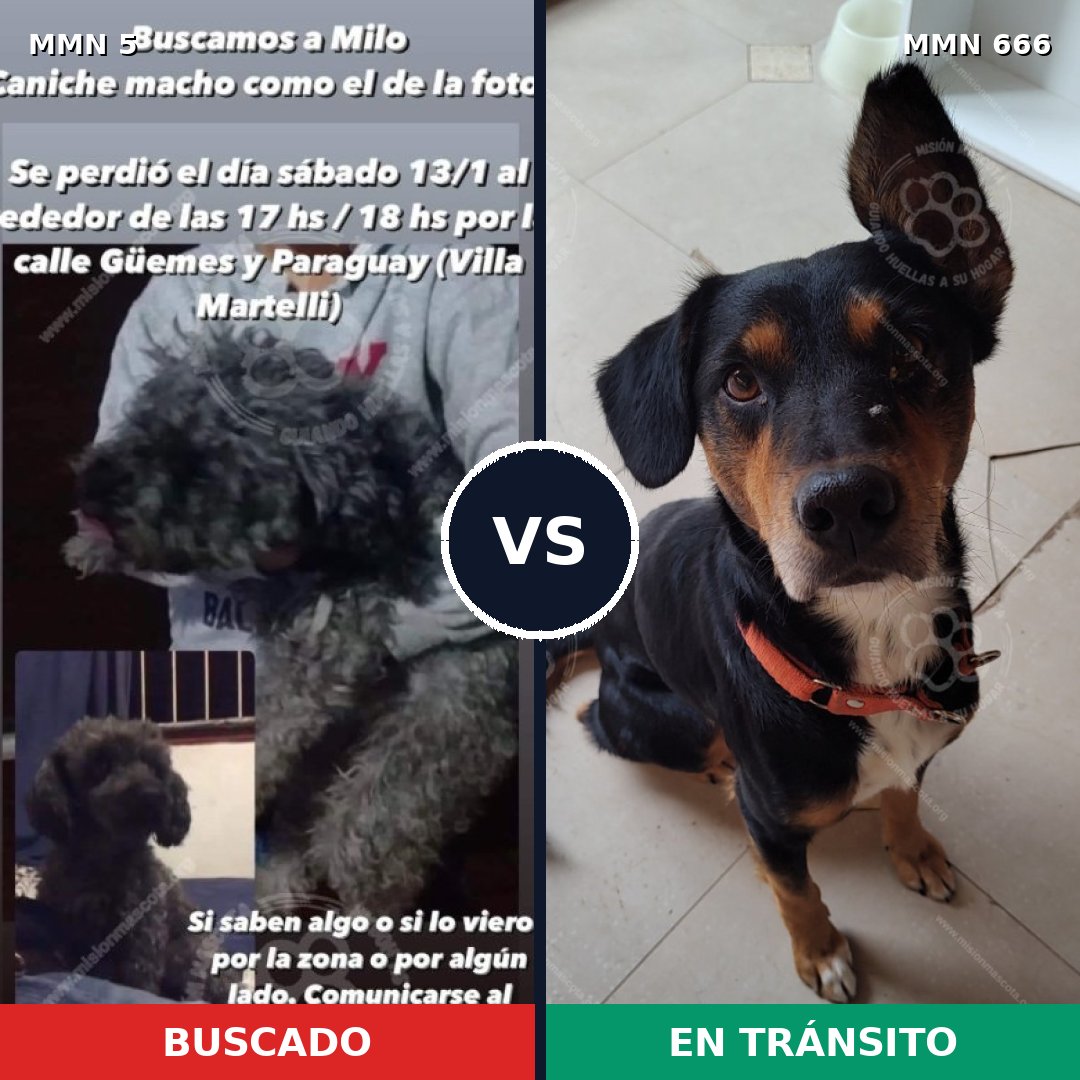 Comparativa MMS 385: mascota perdida y mascota encontrada, 39% de similitud