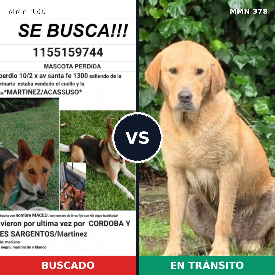 Comparativa MMS 3850: mascota perdida y mascota encontrada, 8% de similitud