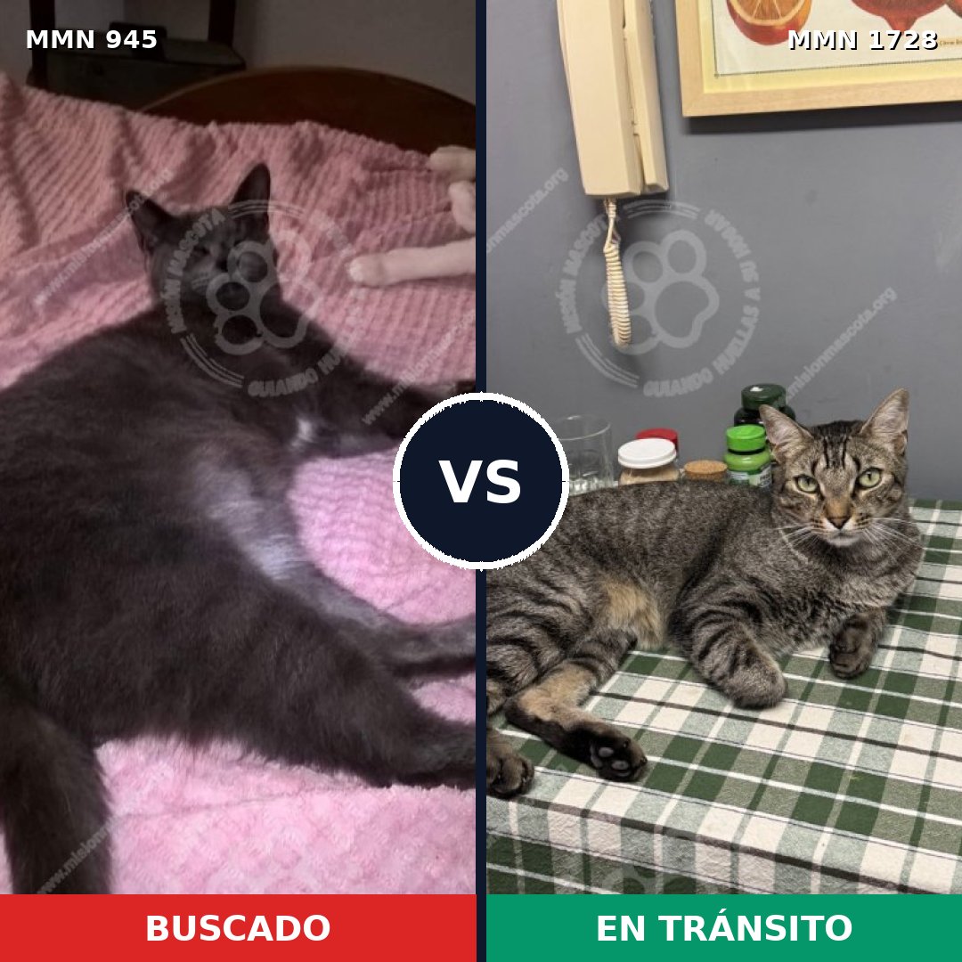 Comparativa MMS 38500: mascota perdida y mascota encontrada, 43% de similitud