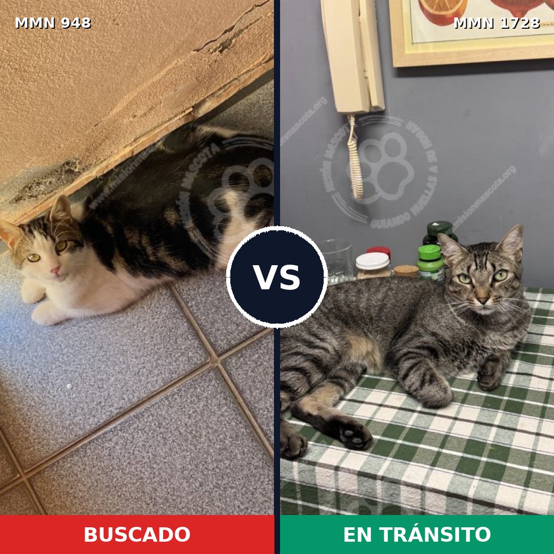 Comparativa MMS 38501: mascota perdida y mascota encontrada, 38% de similitud