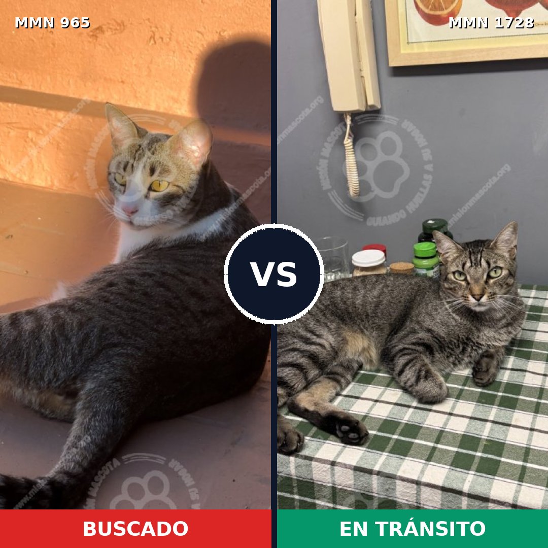 Comparativa MMS 38502: mascota perdida y mascota encontrada, 44% de similitud