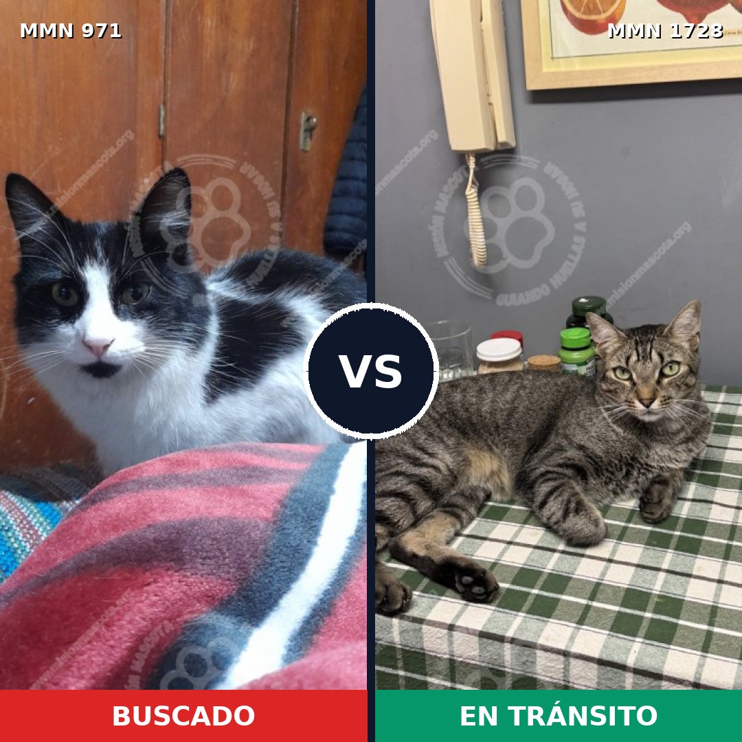 Comparativa MMS 38503: mascota perdida y mascota encontrada, 43% de similitud