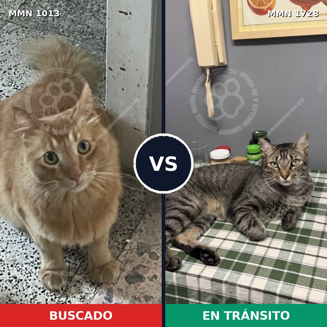 Comparativa MMS 38505: mascota perdida y mascota encontrada, 53% de similitud