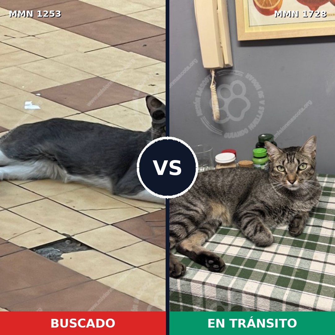 Comparativa MMS 38509: mascota perdida y mascota encontrada, 61% de similitud