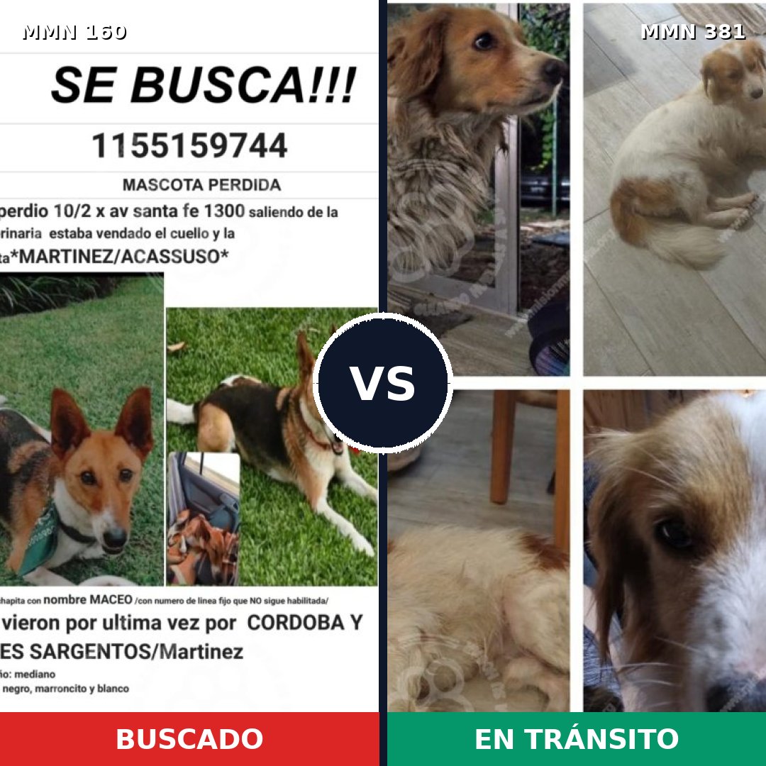 Comparativa MMS 3851: mascota perdida y mascota encontrada, 48% de similitud