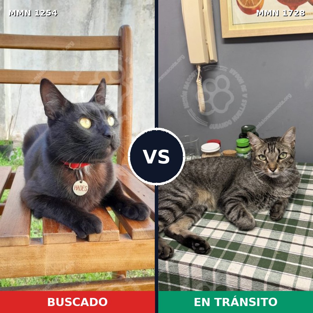 Comparativa MMS 38510: mascota perdida y mascota encontrada, 79% de similitud