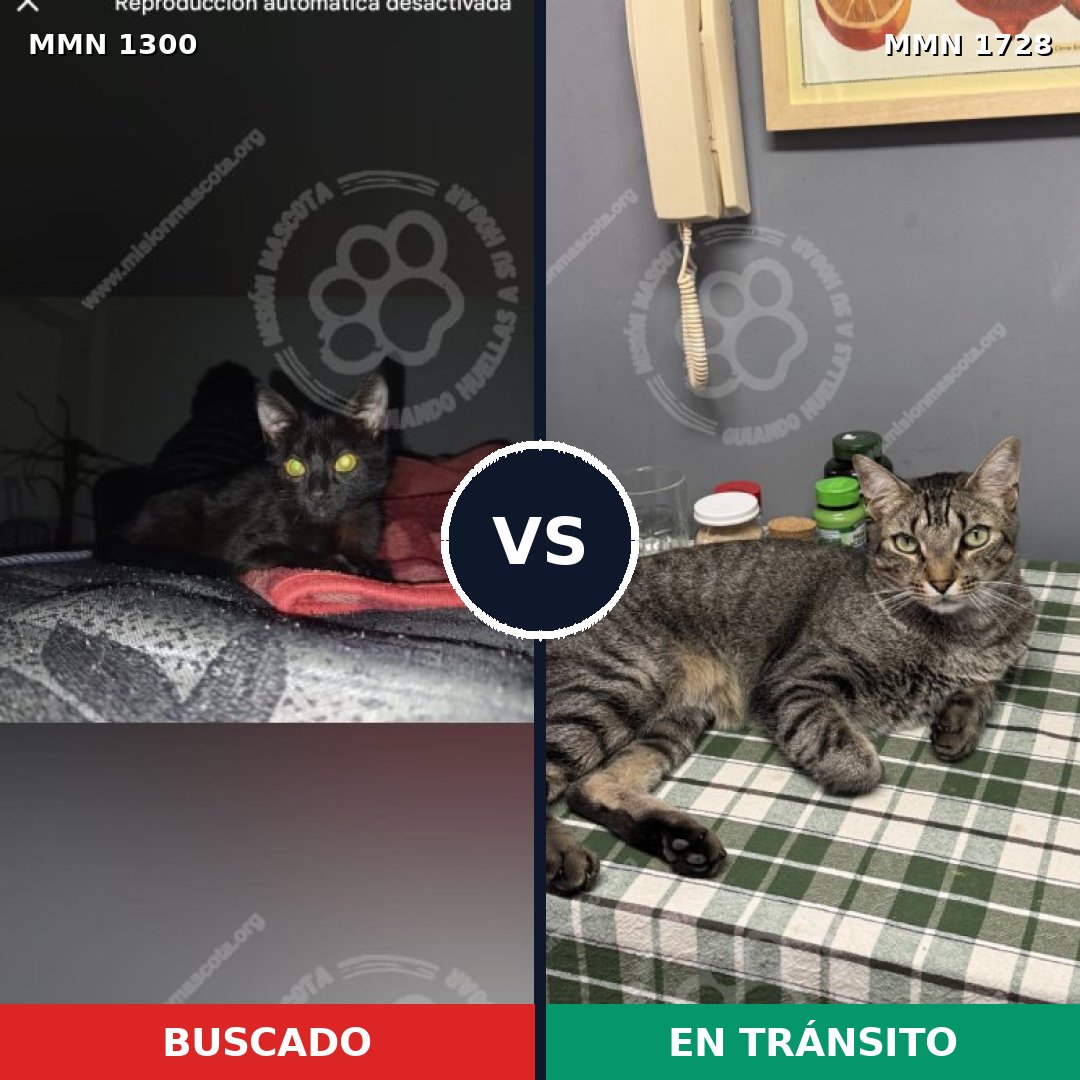 Comparativa MMS 38512: mascota perdida y mascota encontrada, 60% de similitud