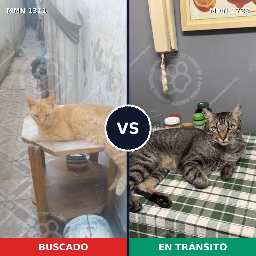 Comparativa MMS 38513: mascota perdida y mascota encontrada, 63% de similitud