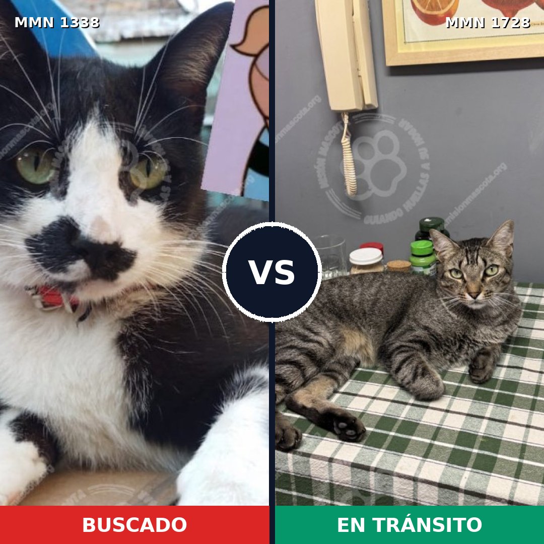 Comparativa MMS 38514: mascota perdida y mascota encontrada, 73% de similitud