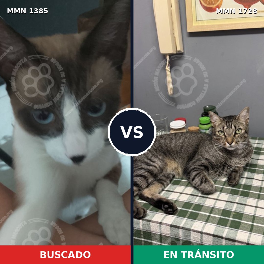 Comparativa MMS 38518: mascota perdida y mascota encontrada, 33% de similitud