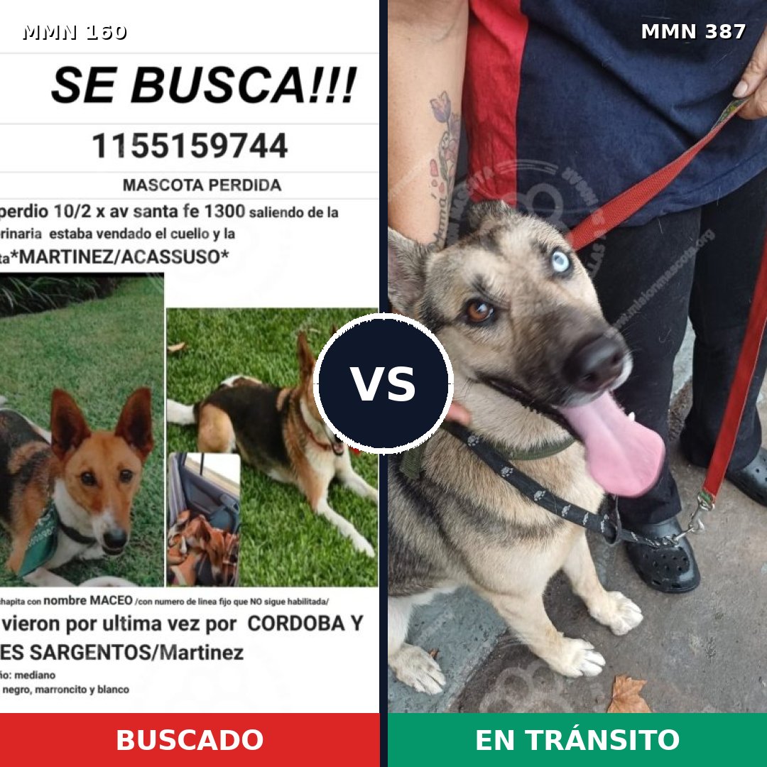 Comparativa MMS 3852: mascota perdida y mascota encontrada, 56% de similitud