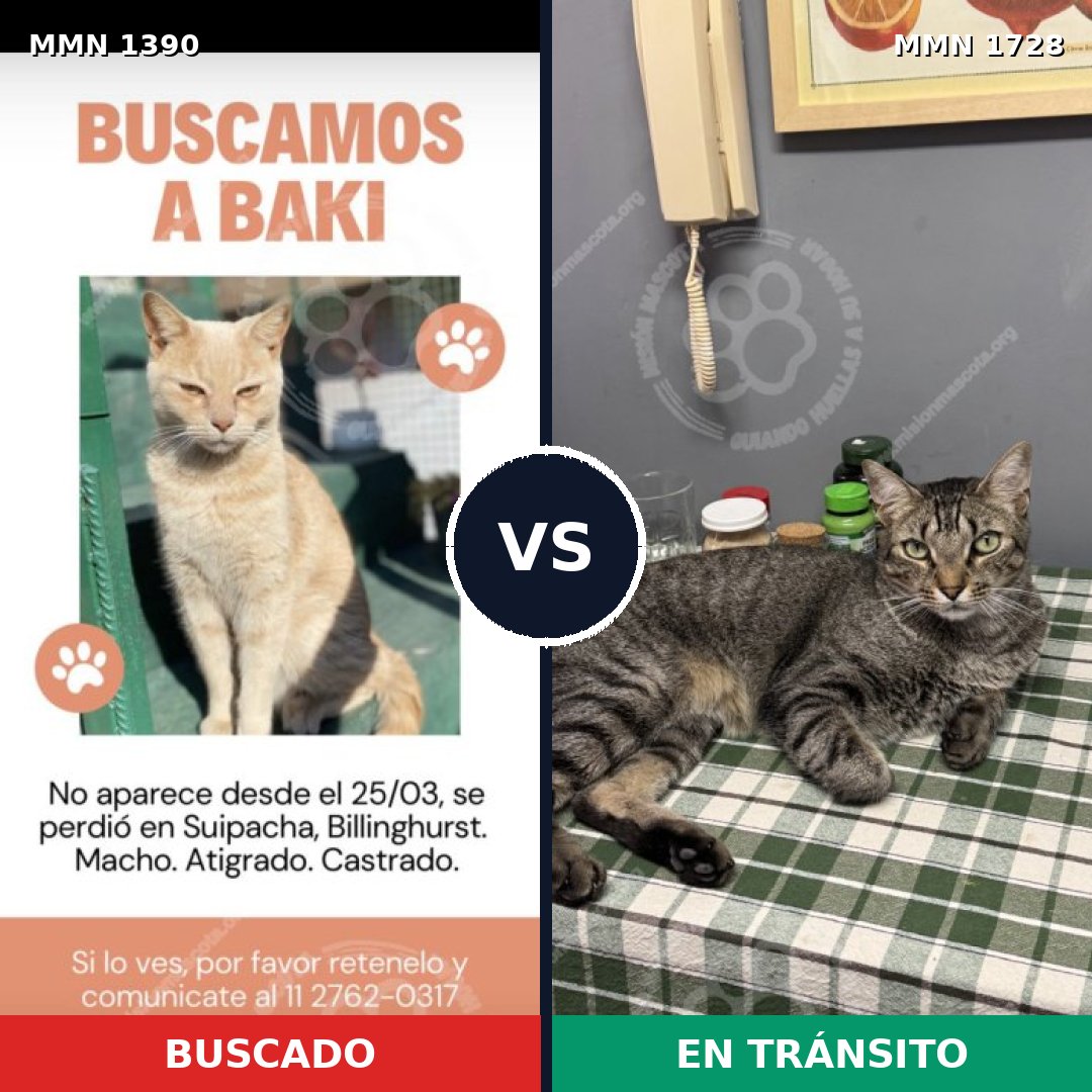 Comparativa MMS 38520: mascota perdida y mascota encontrada, 70% de similitud