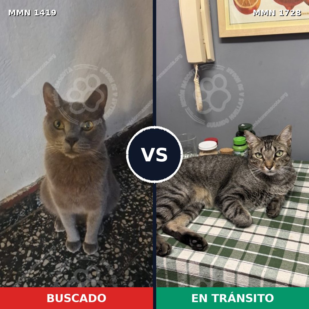 Comparativa MMS 38522: mascota perdida y mascota encontrada, 59% de similitud
