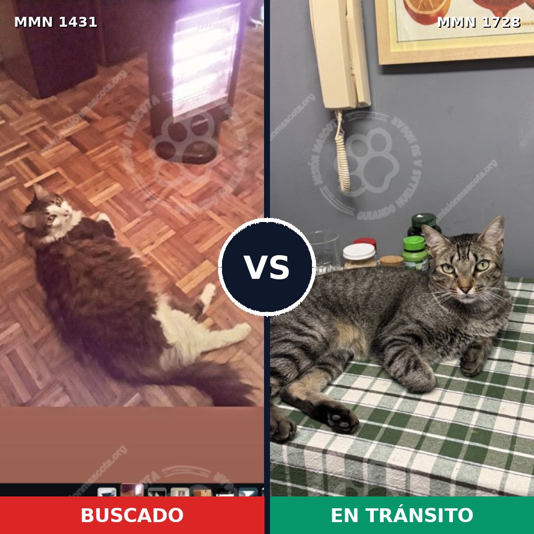 Comparativa MMS 38524: mascota perdida y mascota encontrada, 75% de similitud