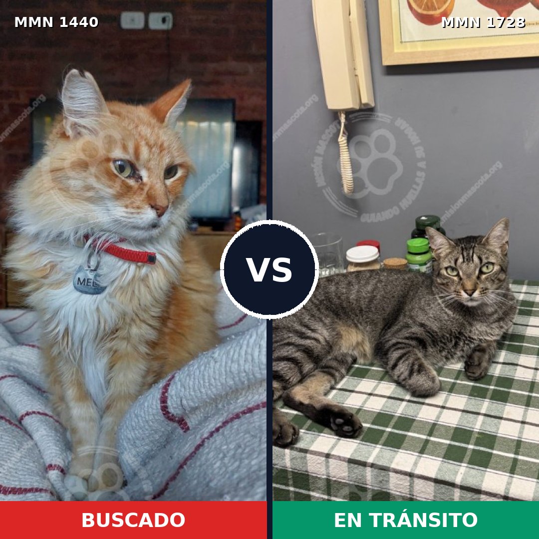 Comparativa MMS 38525: mascota perdida y mascota encontrada, 34% de similitud