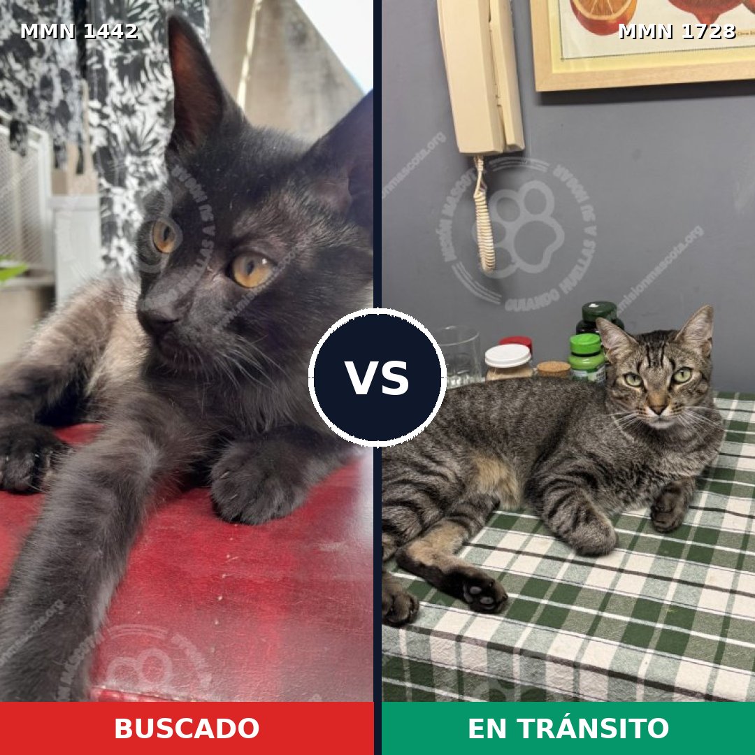 Comparativa MMS 38526: mascota perdida y mascota encontrada, 51% de similitud