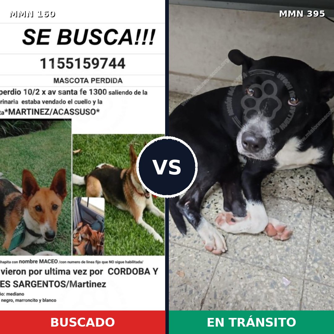 Comparativa MMS 3853: mascota perdida y mascota encontrada, 63% de similitud