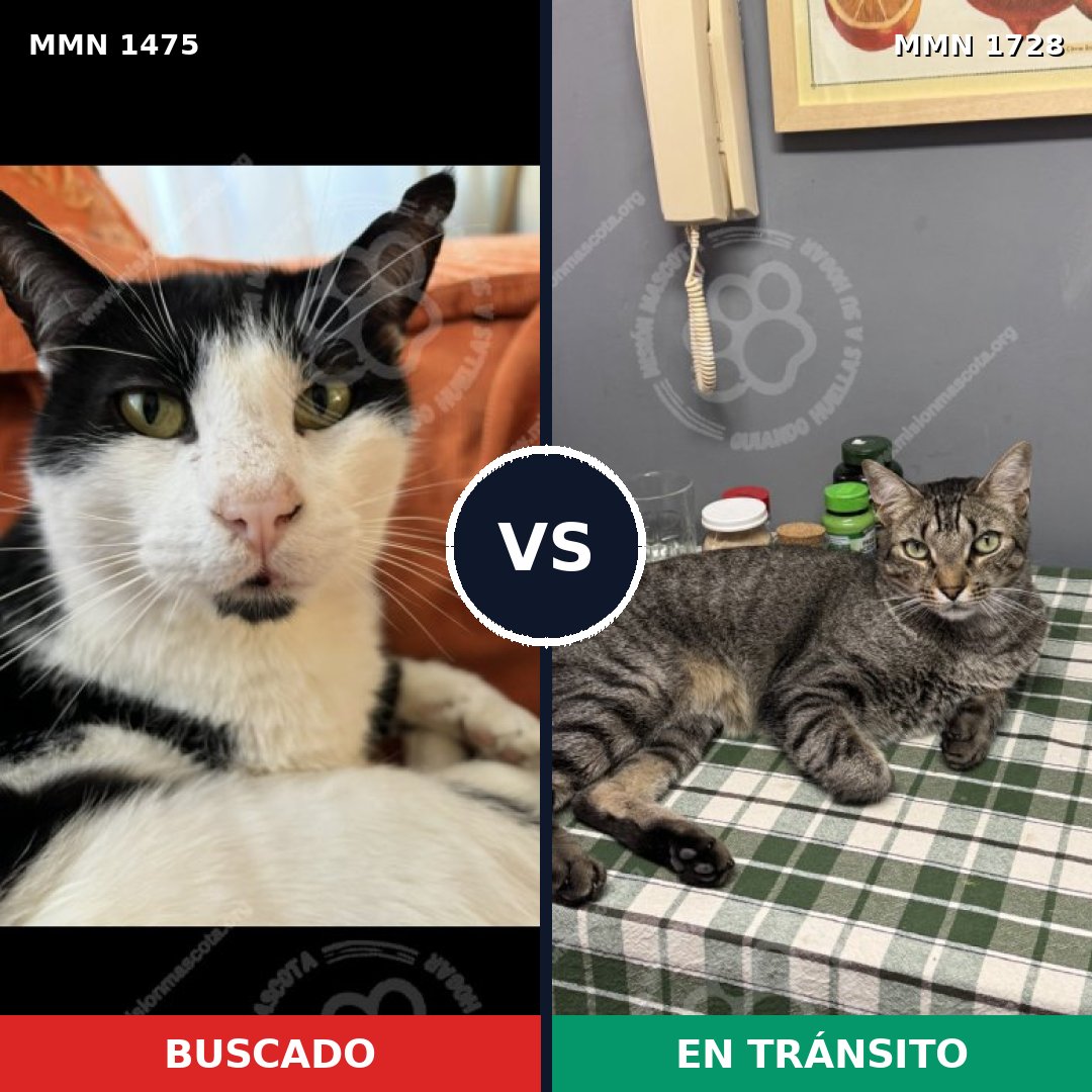 Comparativa MMS 38530: mascota perdida y mascota encontrada, 80% de similitud