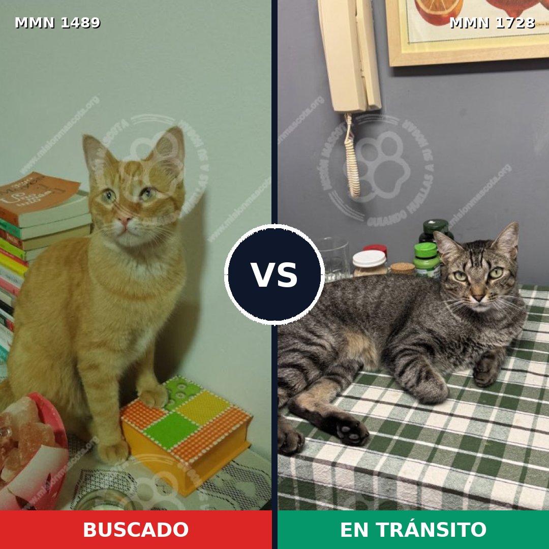 Comparativa MMS 38533: mascota perdida y mascota encontrada, 51% de similitud