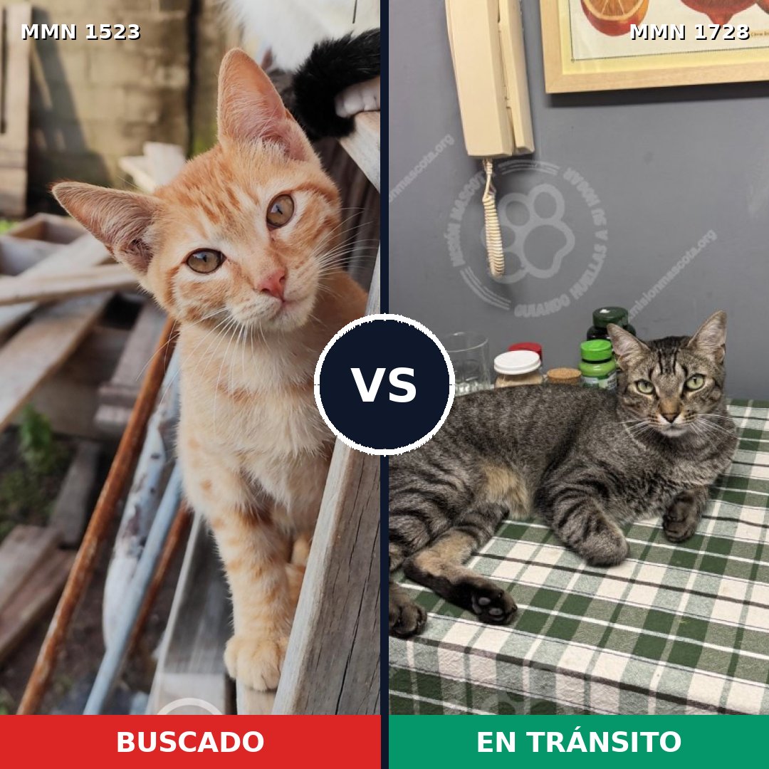 Comparativa MMS 38538: mascota perdida y mascota encontrada, 32% de similitud
