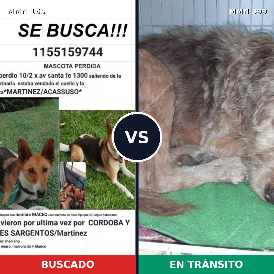 Comparativa MMS 3854: mascota perdida y mascota encontrada, 62% de similitud