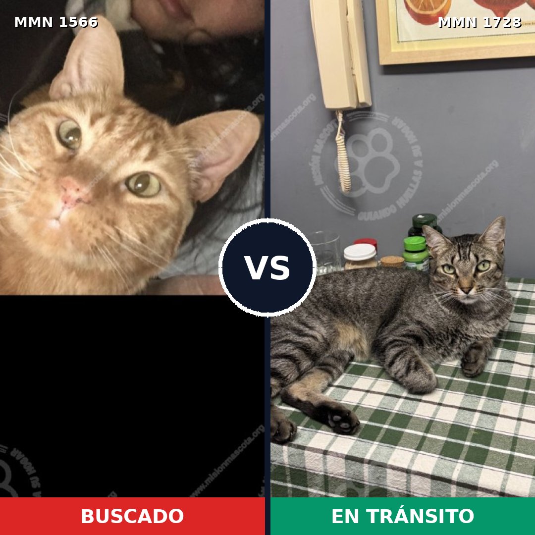 Comparativa MMS 38541: mascota perdida y mascota encontrada, 51% de similitud
