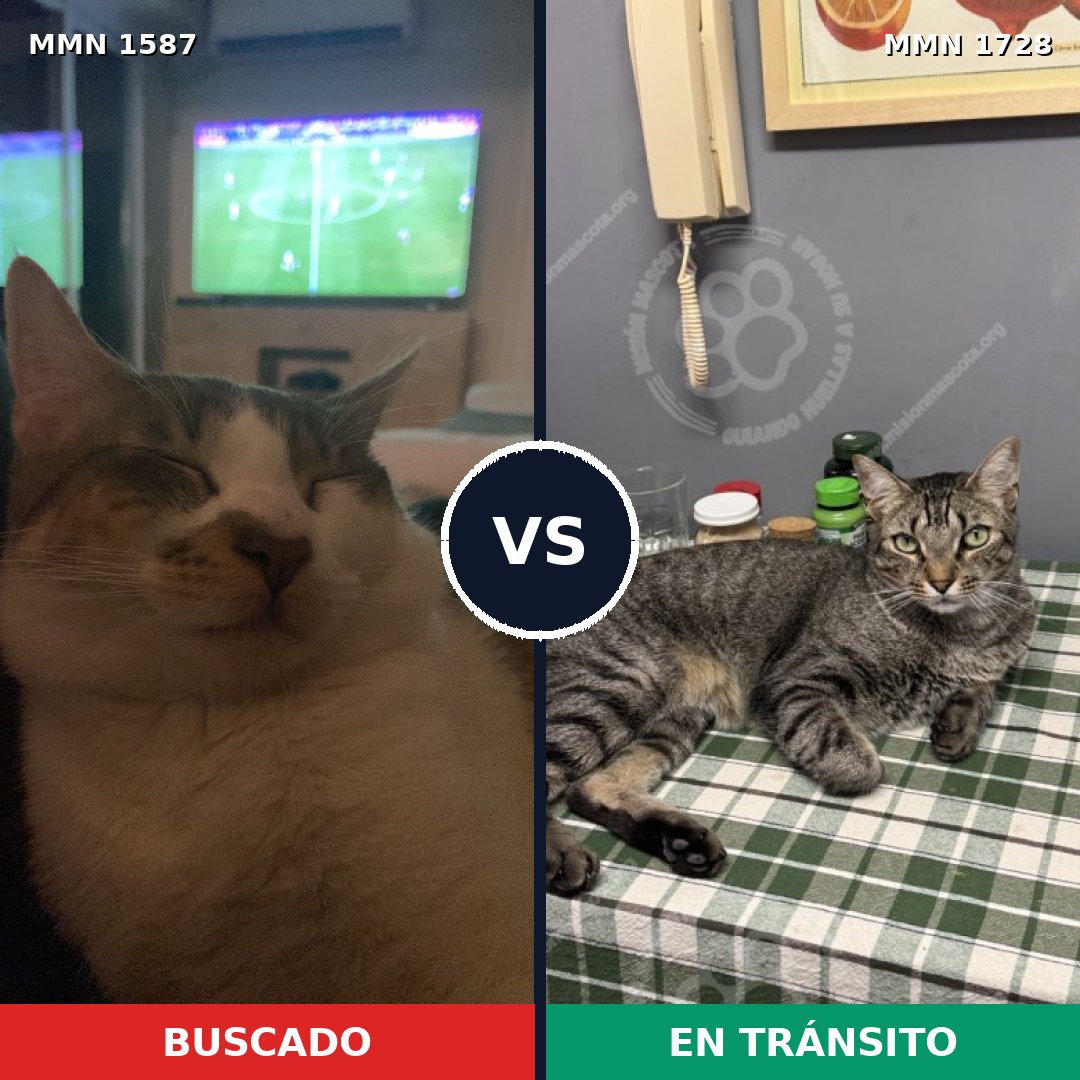 Comparativa MMS 38542: mascota perdida y mascota encontrada, 58% de similitud