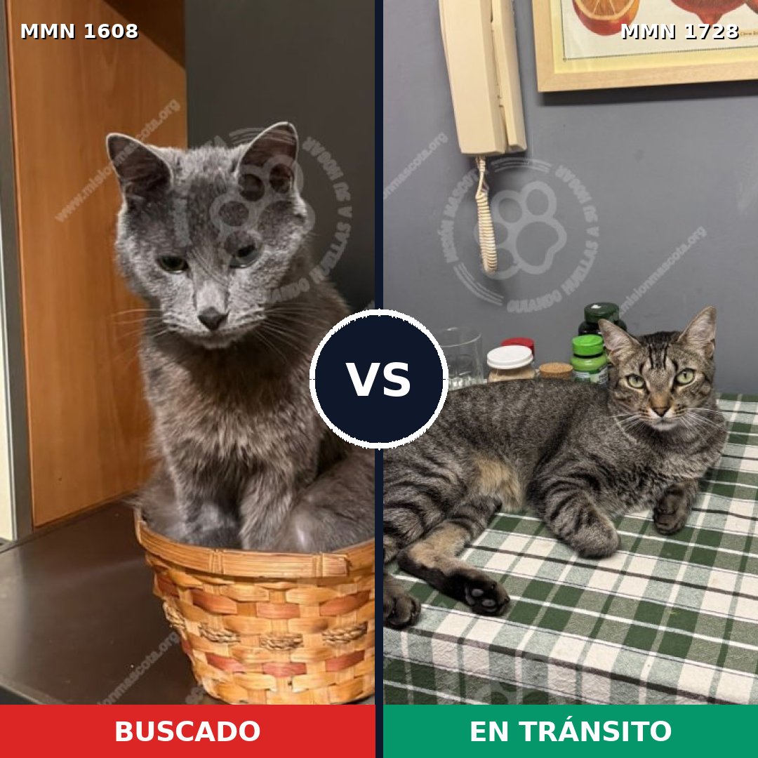 Comparativa MMS 38544: mascota perdida y mascota encontrada, 56% de similitud