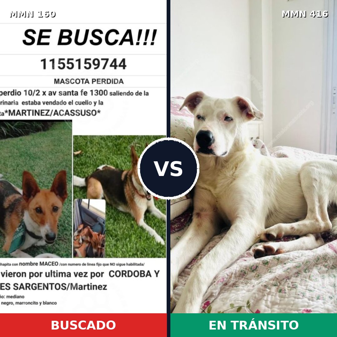 Comparativa MMS 3855: mascota perdida y mascota encontrada, 23% de similitud