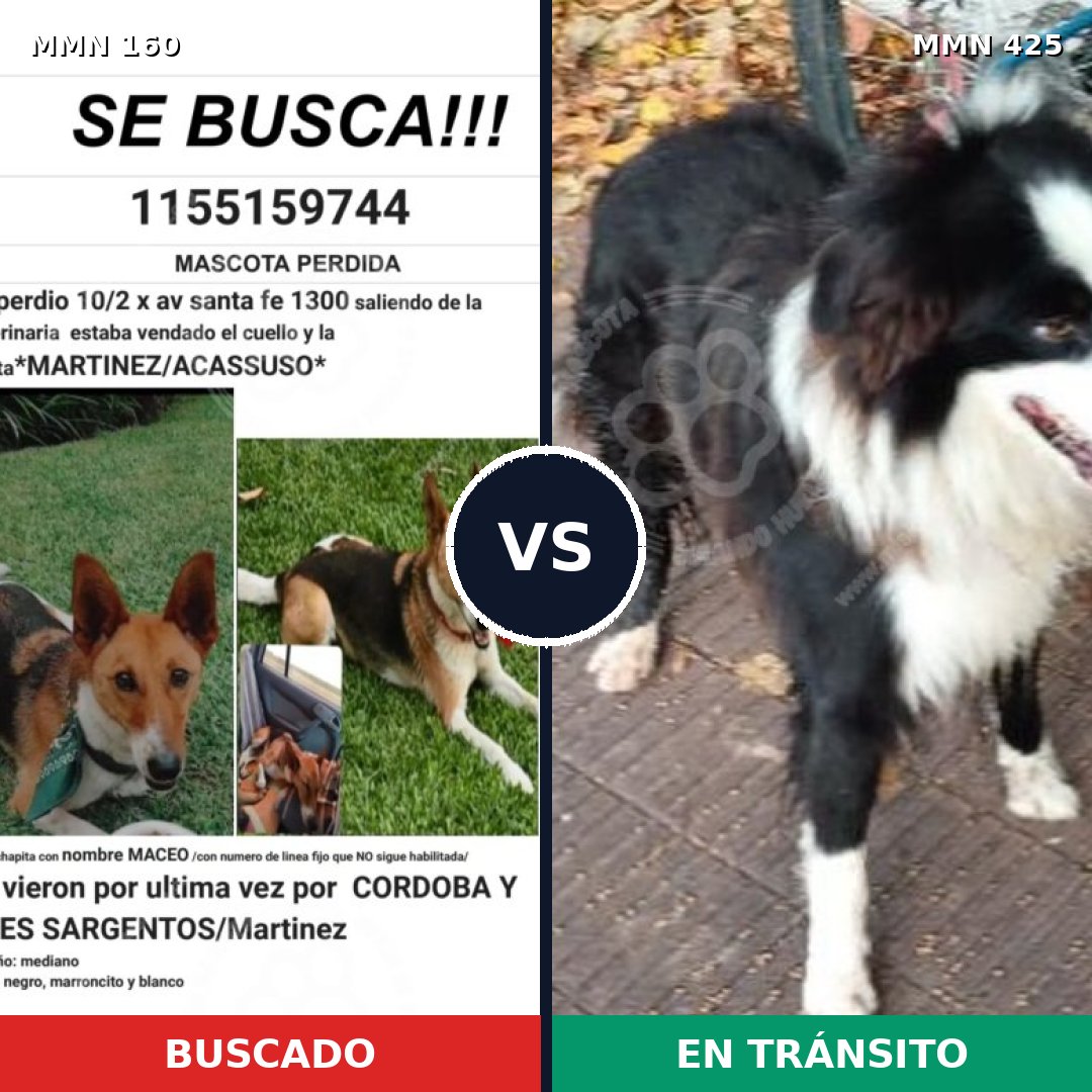 Comparativa MMS 3857: mascota perdida y mascota encontrada, 16% de similitud