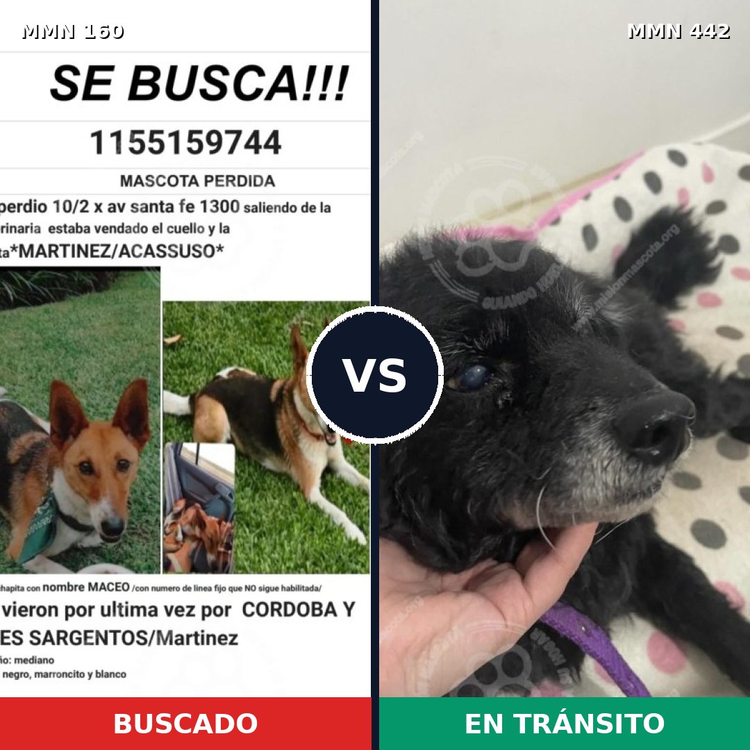Comparativa MMS 3859: mascota perdida y mascota encontrada, 55% de similitud