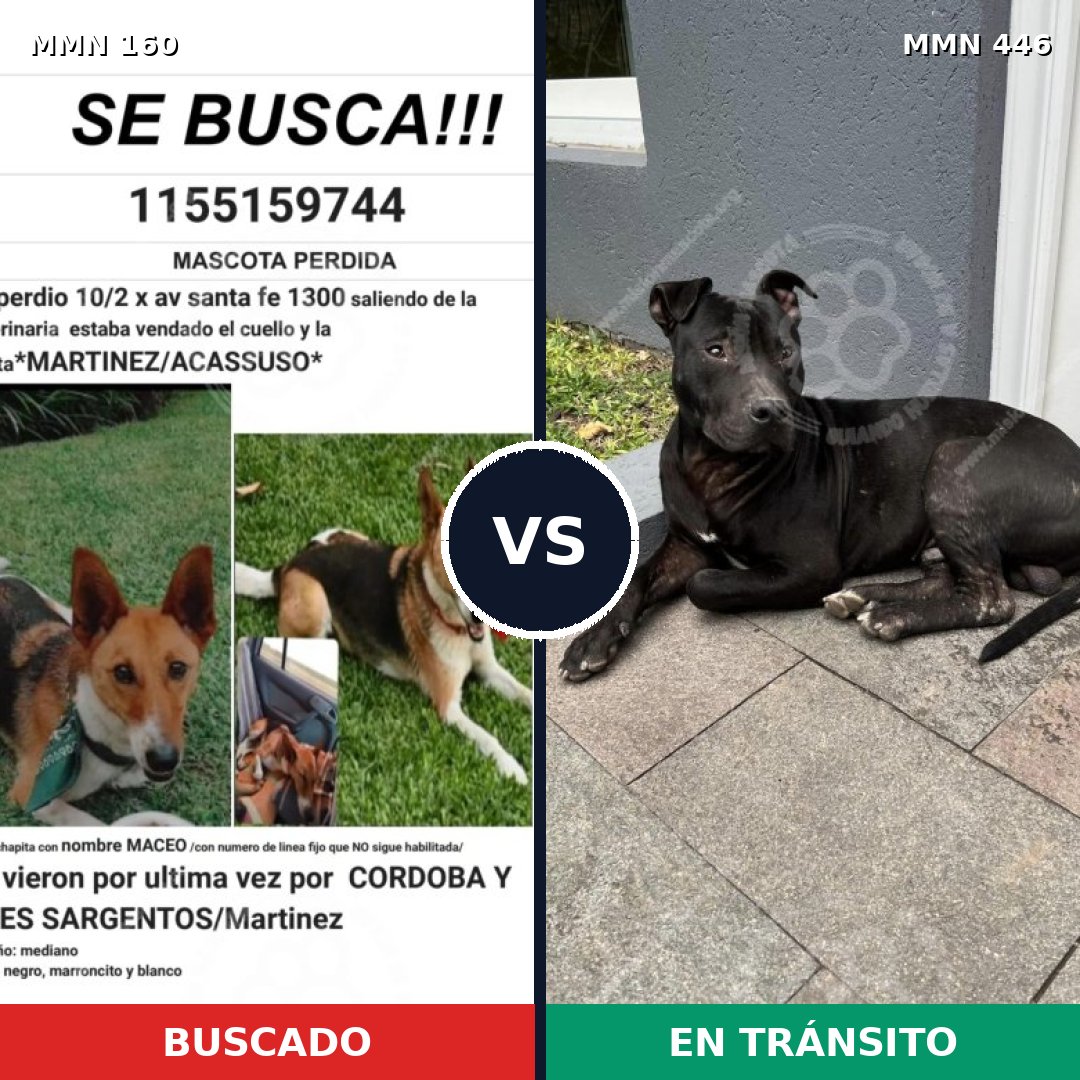 Comparativa MMS 3860: mascota perdida y mascota encontrada, 62% de similitud