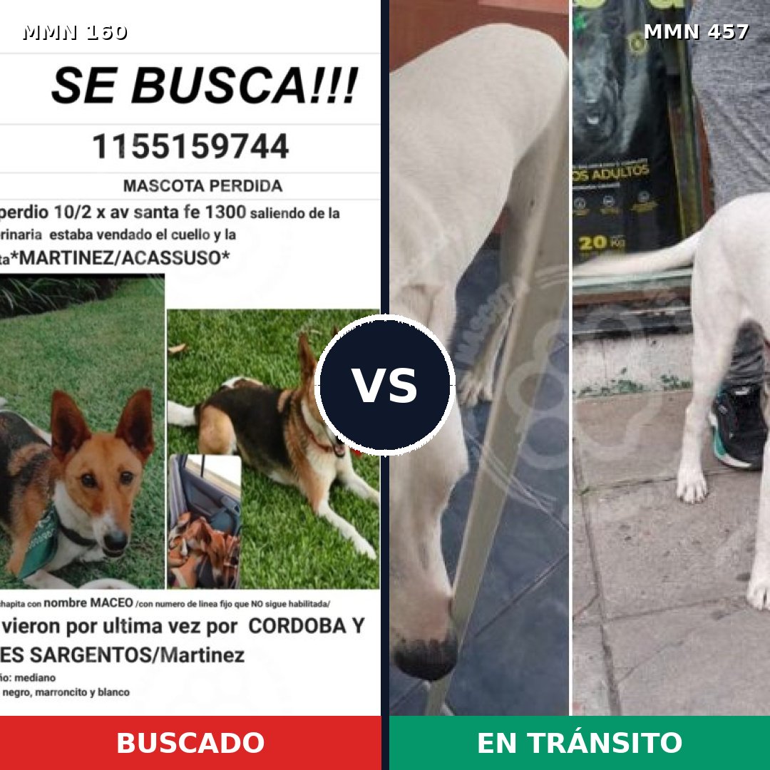 Comparativa MMS 3861: mascota perdida y mascota encontrada, 53% de similitud