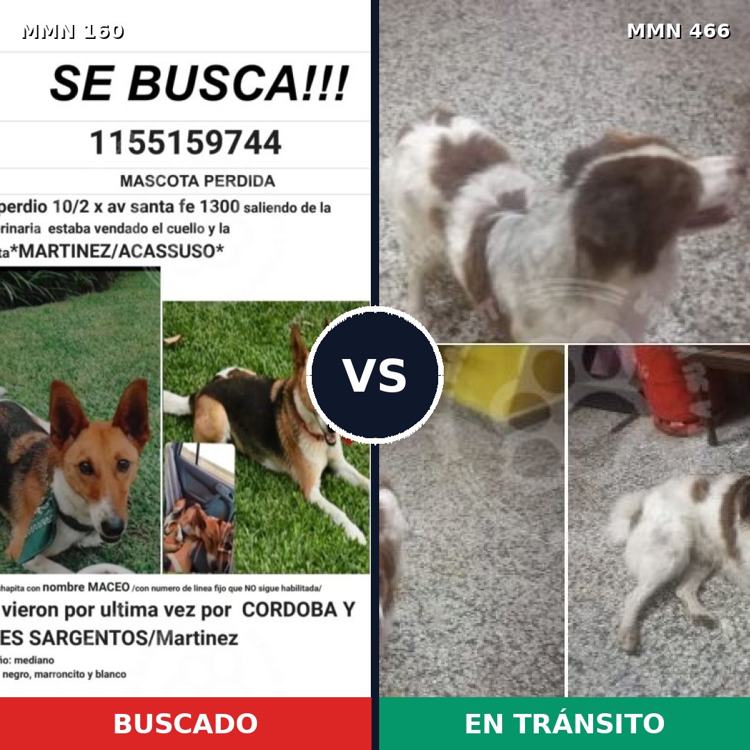 Comparativa MMS 3863: mascota perdida y mascota encontrada, 49% de similitud