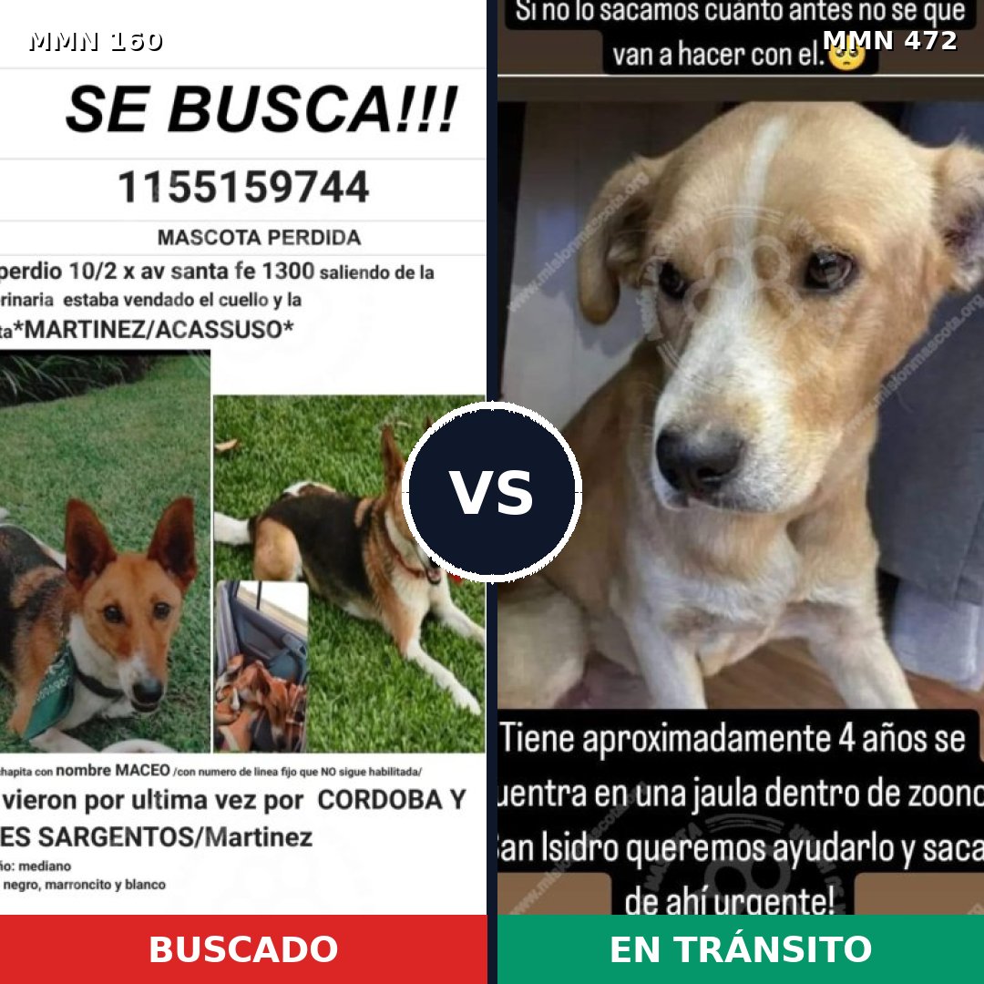 Comparativa MMS 3864: mascota perdida y mascota encontrada, 52% de similitud
