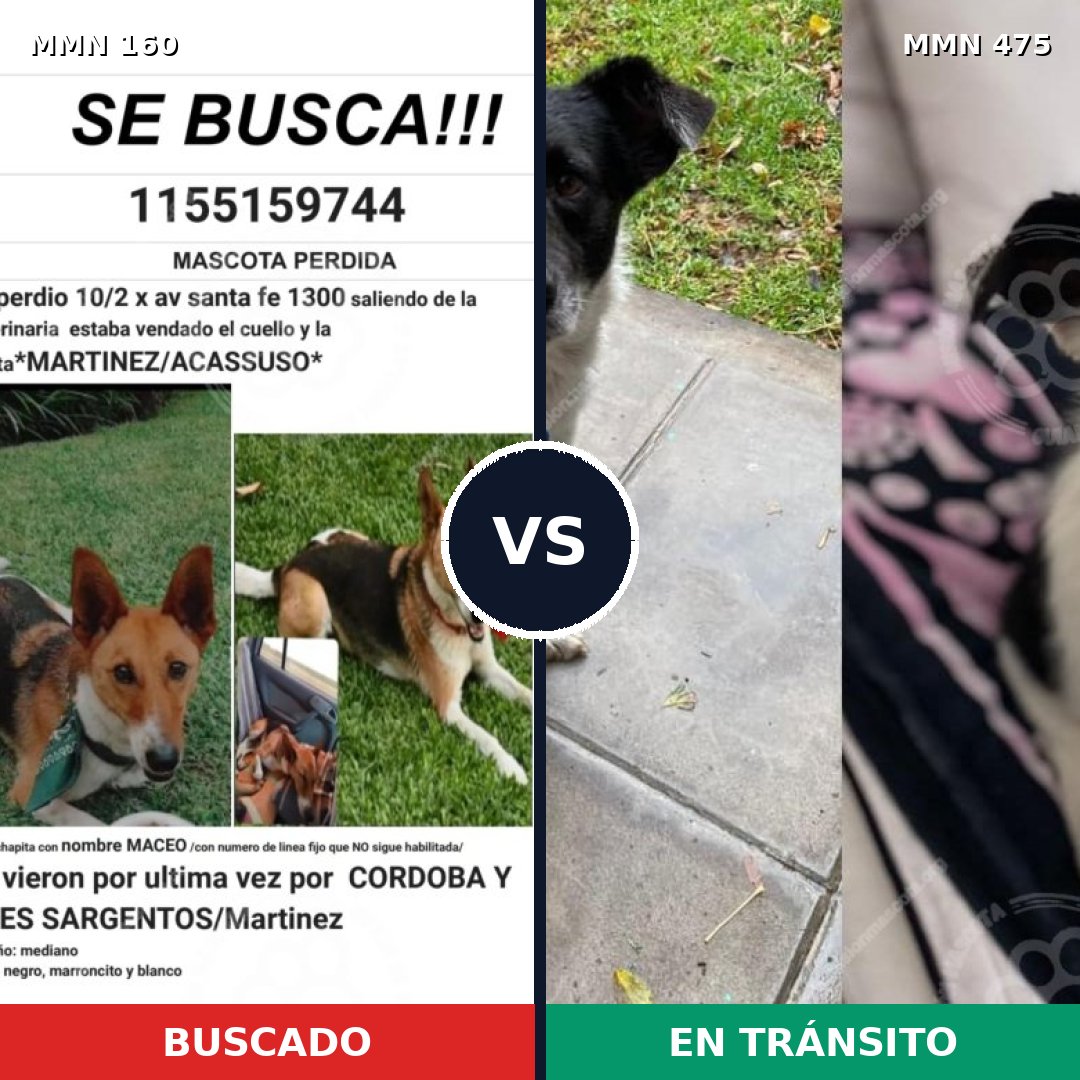 Comparativa MMS 3865: mascota perdida y mascota encontrada, 62% de similitud