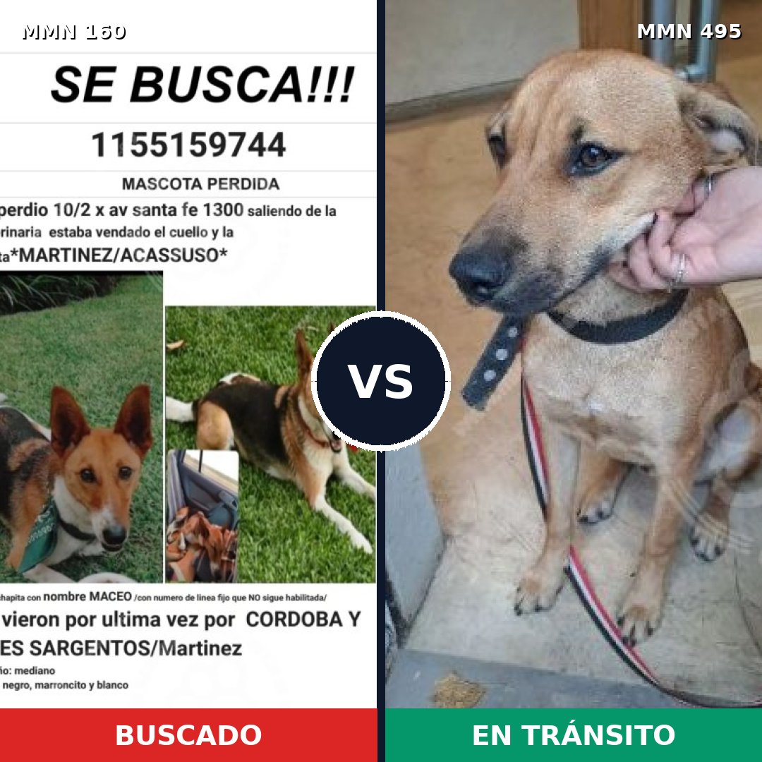 Comparativa MMS 3867: mascota perdida y mascota encontrada, 51% de similitud