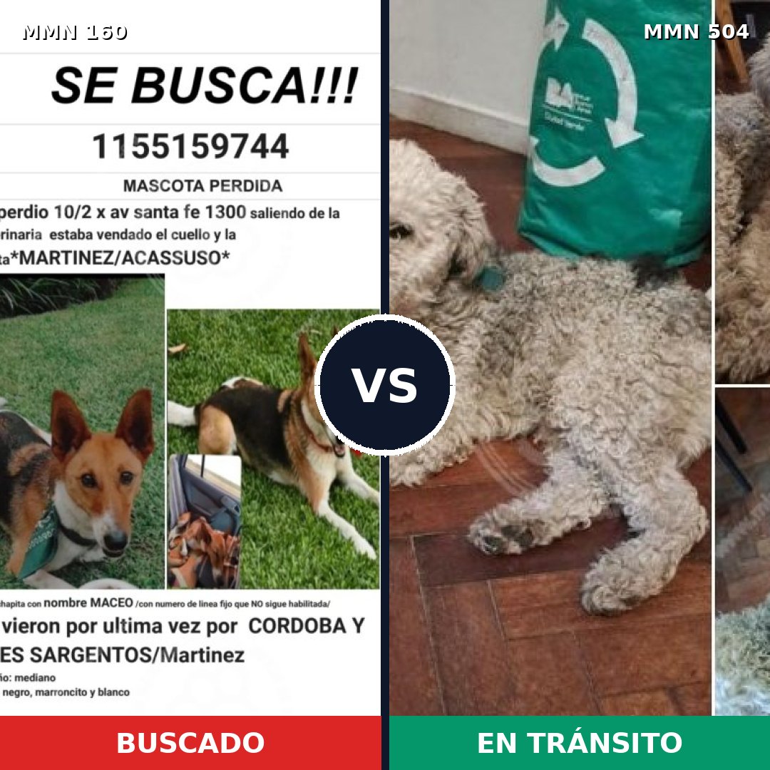 Comparativa MMS 3869: mascota perdida y mascota encontrada, 62% de similitud